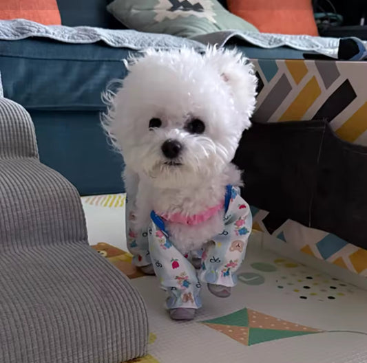 Dog Jumpsuit with Shoes