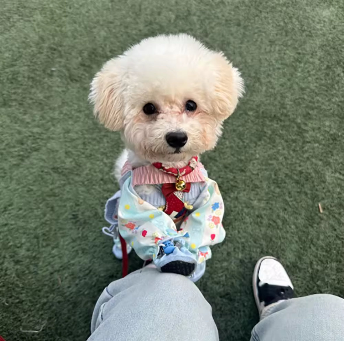 Dog Jumpsuit with Shoes